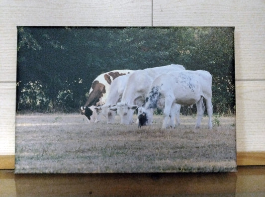 4 vaches - Photo sur toile