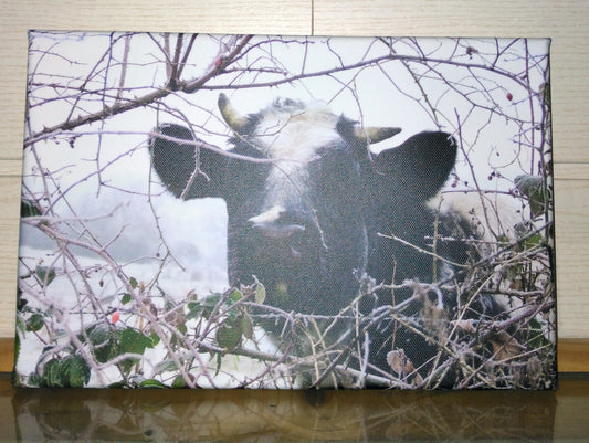 vaches d'hiver- Photo sur toile