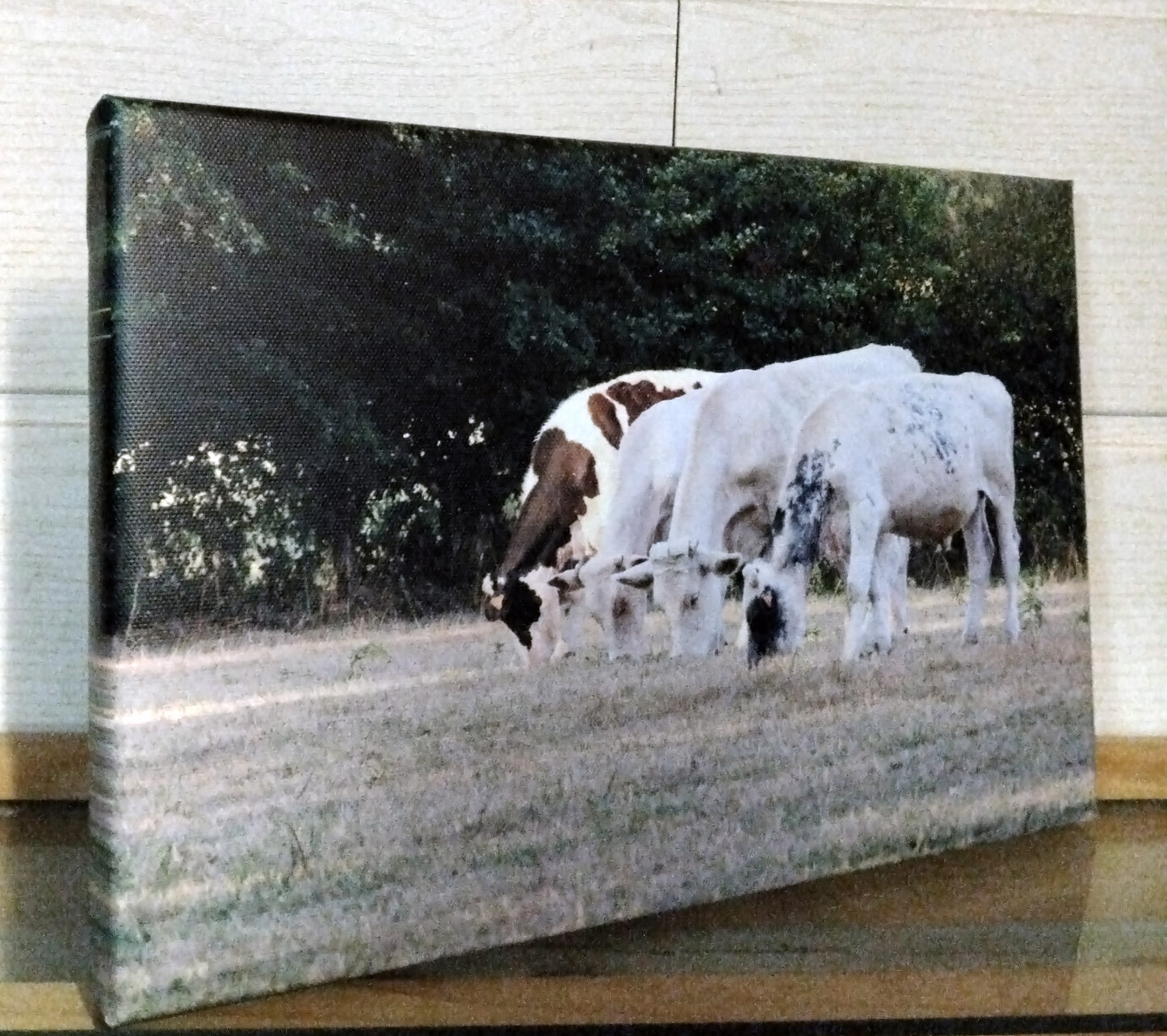 4 vaches - Photo sur toile