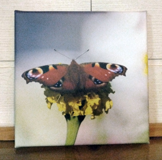 Papillon 1 - Photo sur toile format 20cm/20cm