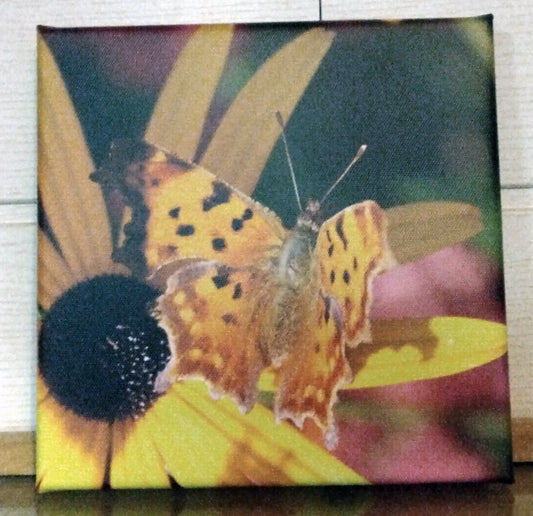 Papillon 2 - Photo sur toile format 20cm/20cm (Copie)