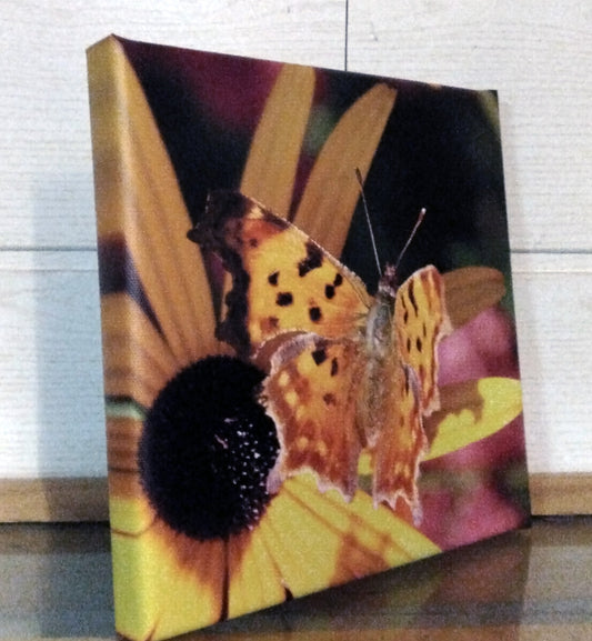 Papillon 2 - Photo sur toile format 20cm/20cm (Copie)