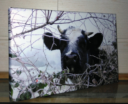 vaches d'hiver- Photo sur toile