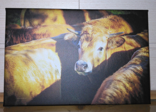 vaches - Photo sur toile