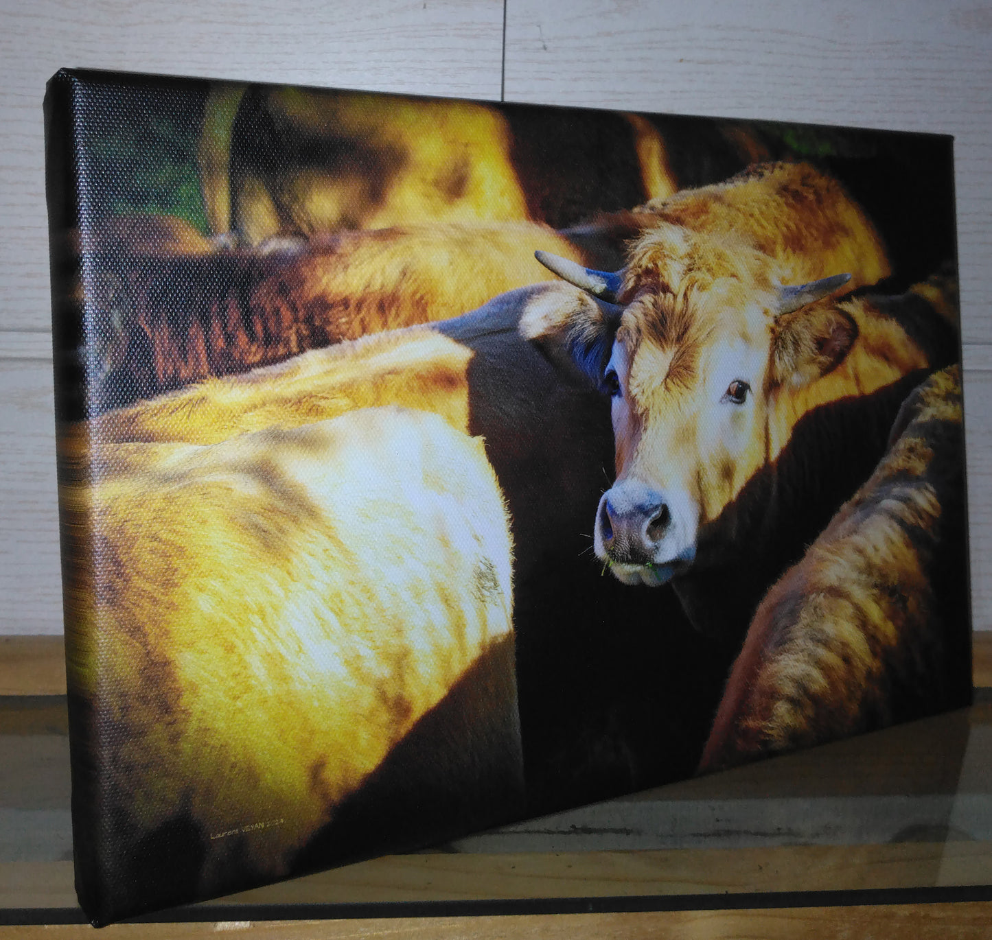 vaches - Photo sur toile